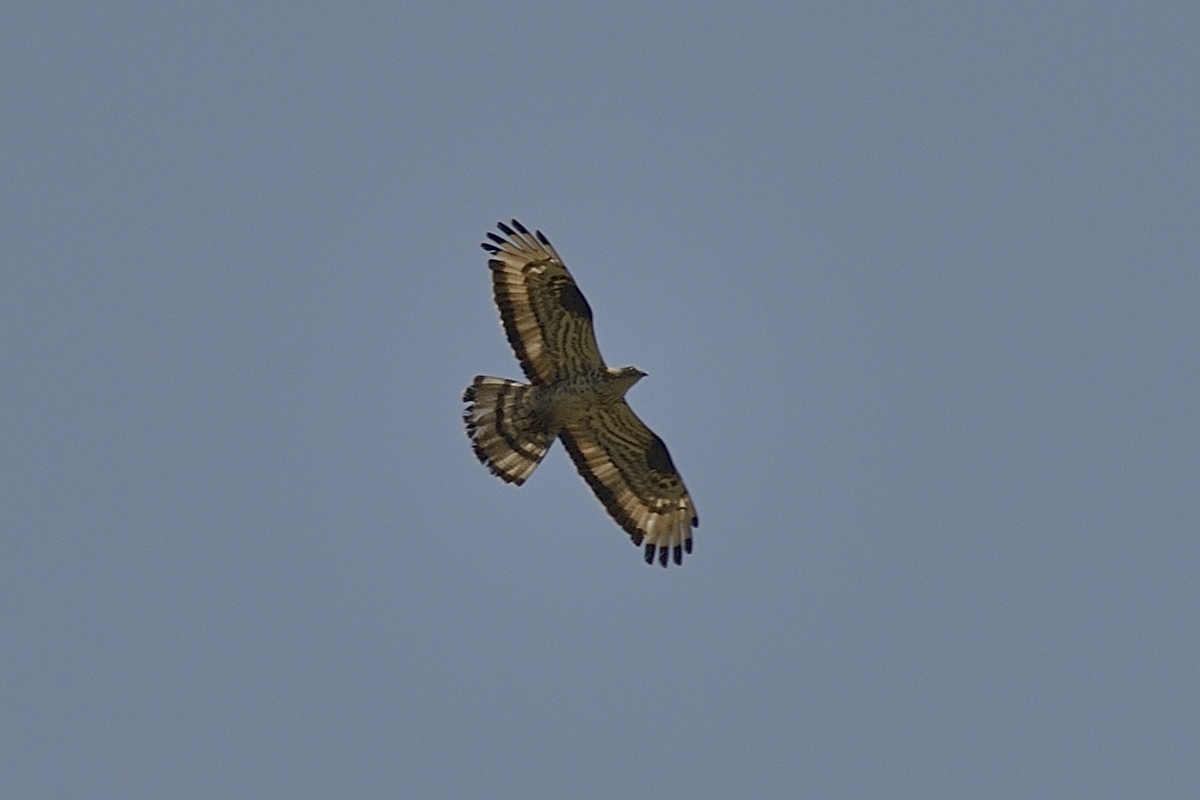 Rapace da ID [ Falco pecchiaiolo maschio ]